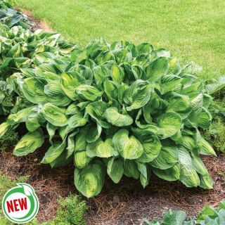 Captain Kirk Hosta Thumbnail